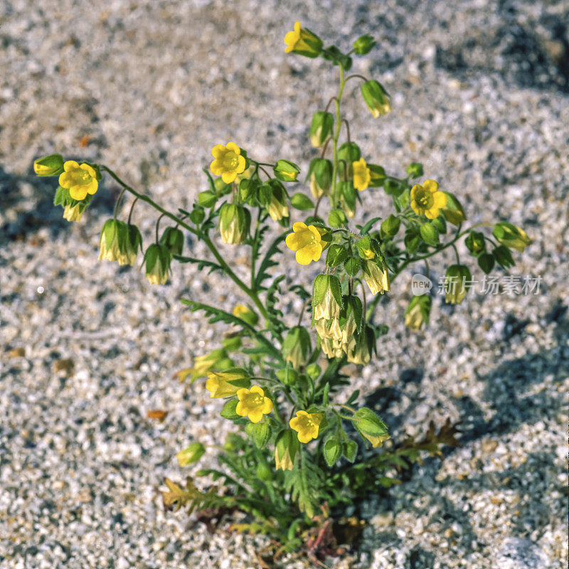 低语钟声，Emmenanthe penduliflora。紫草科。